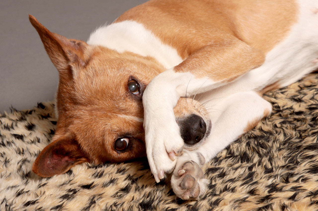 Dog eating its own hot sale poop