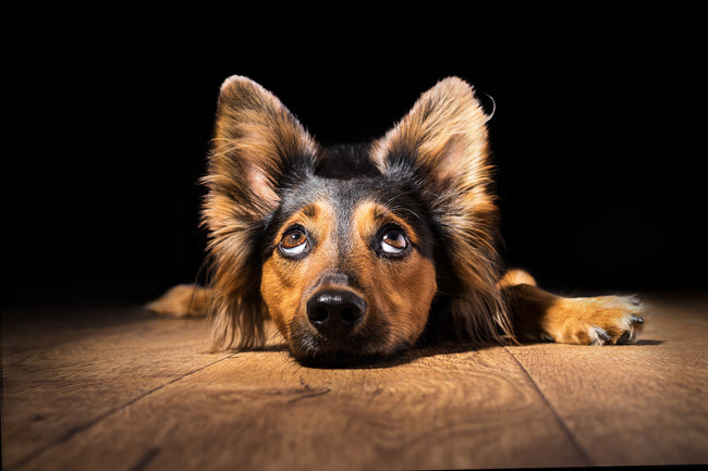 One thing will make the most difference to your dog's health
