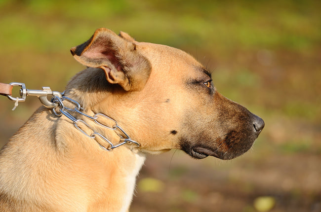 A serious problem in dogs that is often ignored