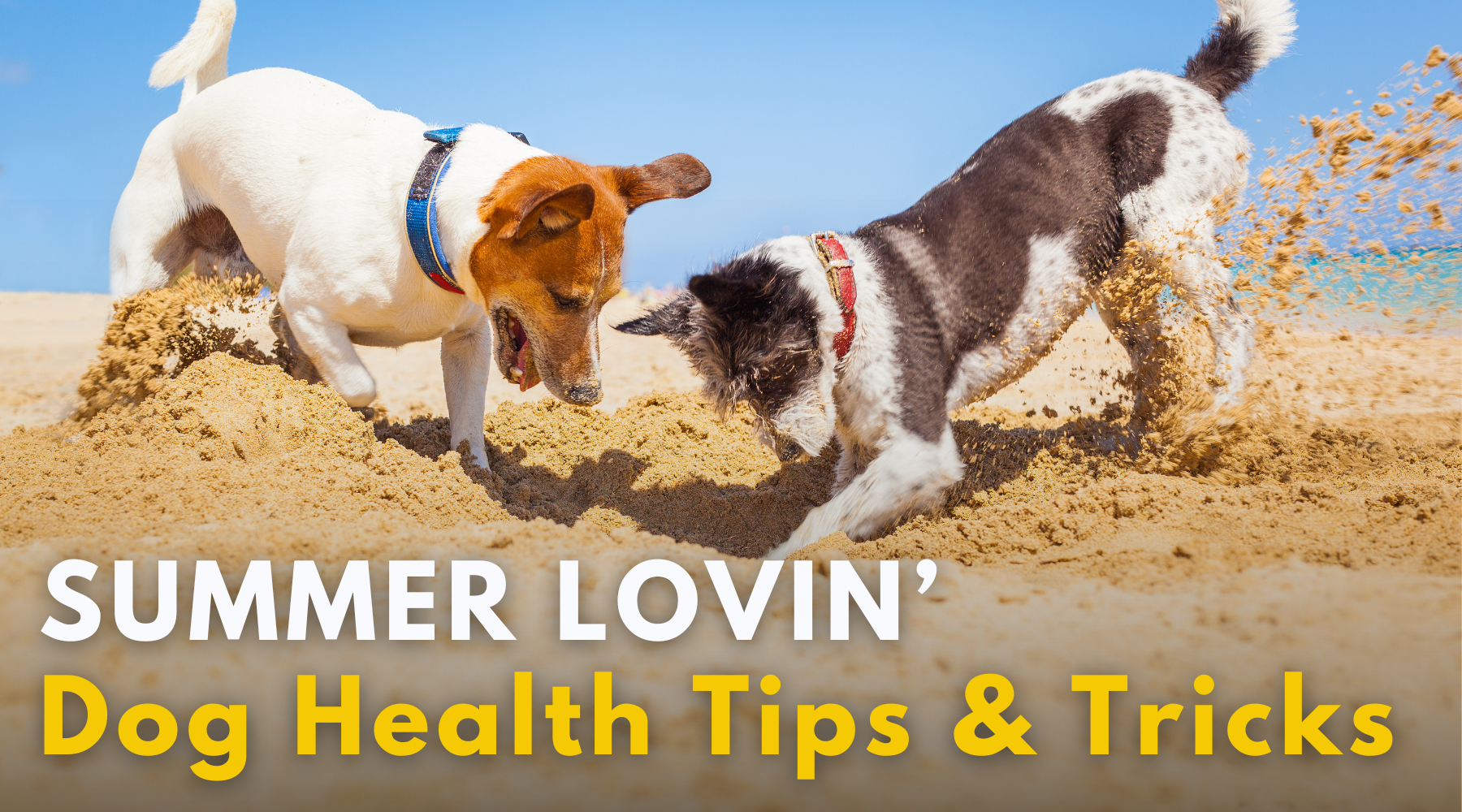 Summer Lovin': Dog Health Tips & Tricks – Dr. Dobias Healing Solutions - Dog Summer Health And Wellness Tips