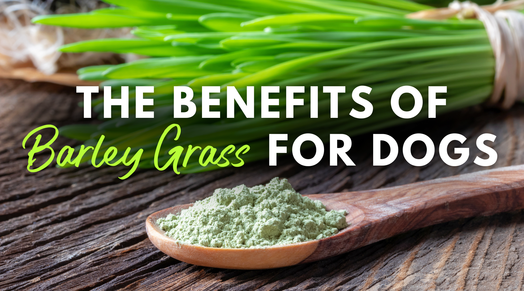 The Wholesome Benefits of Barley Grass for Canine Wellness Dr. Dobias Natural Healing