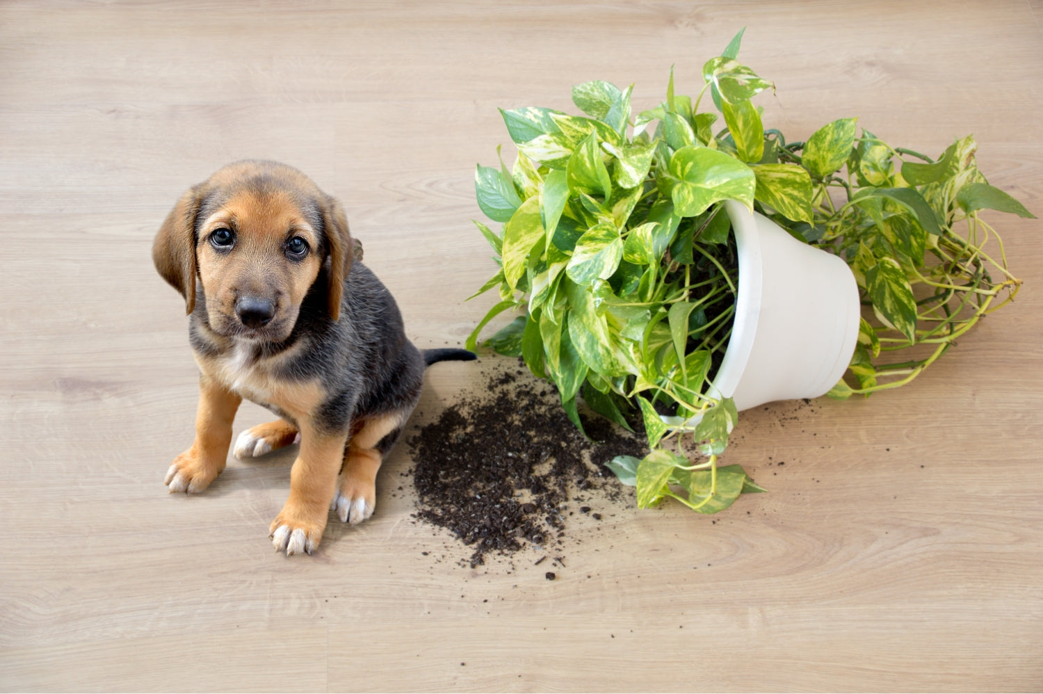 Dog with a toxic plant