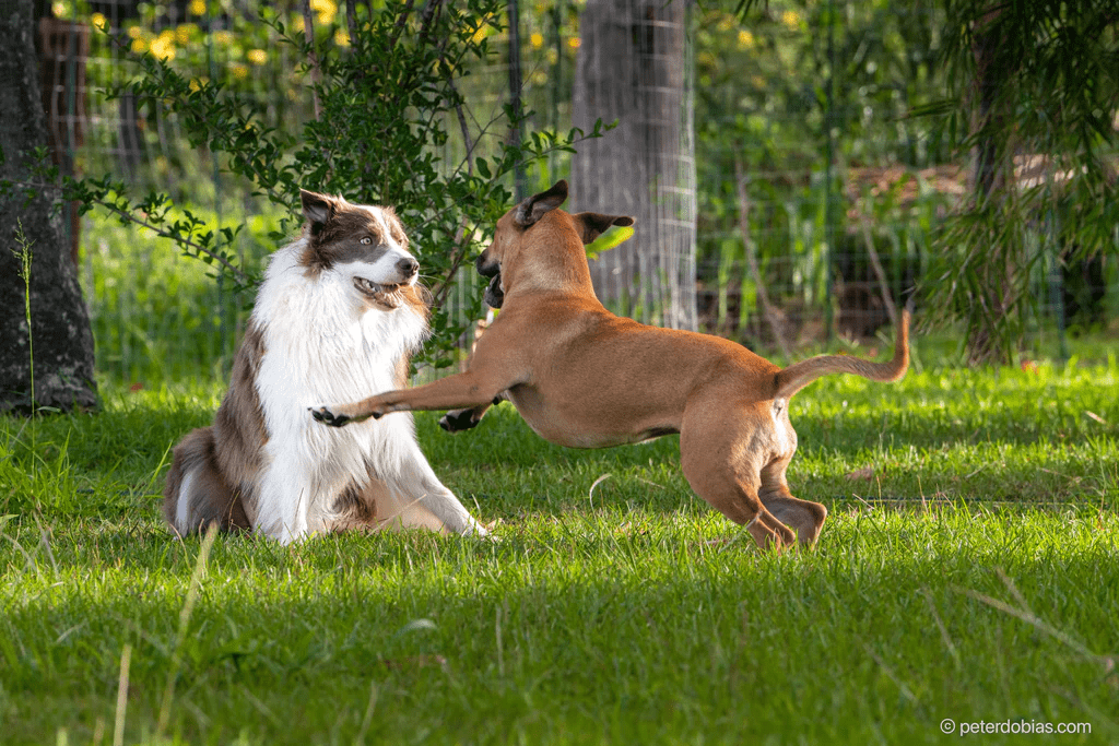 Pax playing with dog