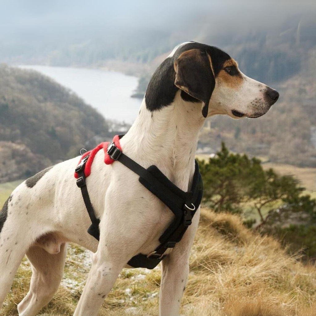 How to put on a perfect fit dog harness online