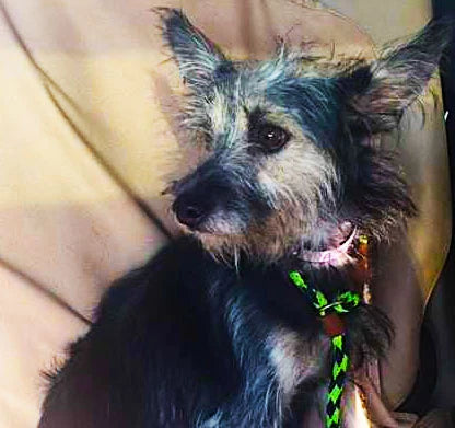 Rescue Dog - Our Giving Initiative