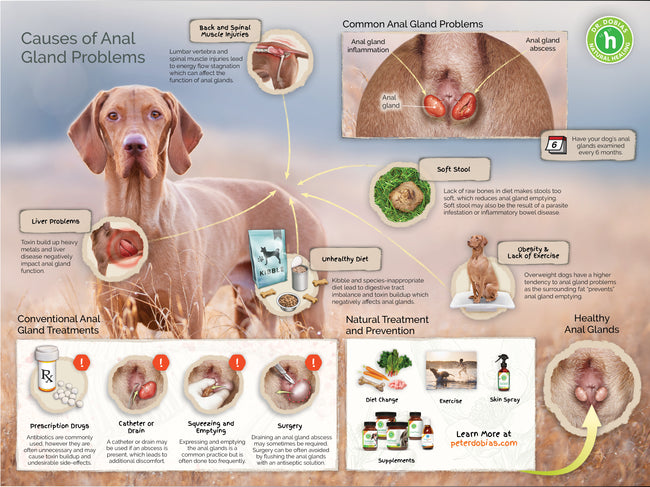 Anal gland problems in dogs - Natural treatment and prevention