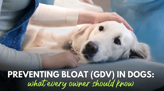 Preventing Bloat (GDV) in Dogs: What Every Owner Should Know About This Life Threatening Emergency