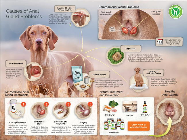 Anal gland problems in dogs - Natural treatment and prevention