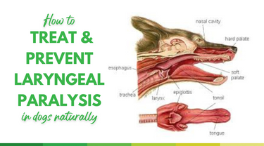 How to treat and prevent laryngeal paralysis in dogs naturally – Dr ...