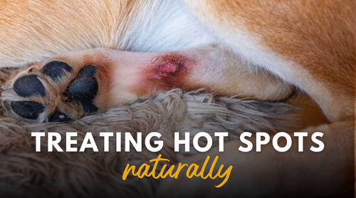 Dog hot spot treatment best sale