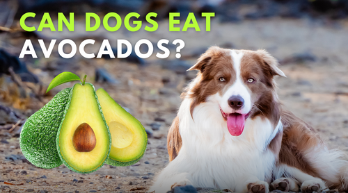 Is avocado skin bad for dogs clearance