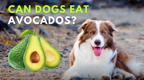 Avocado for dogs good or bad best sale