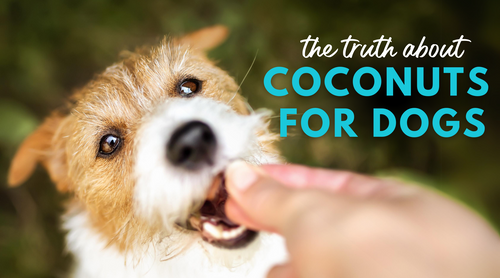 Is coconut milk safe for dogs best sale