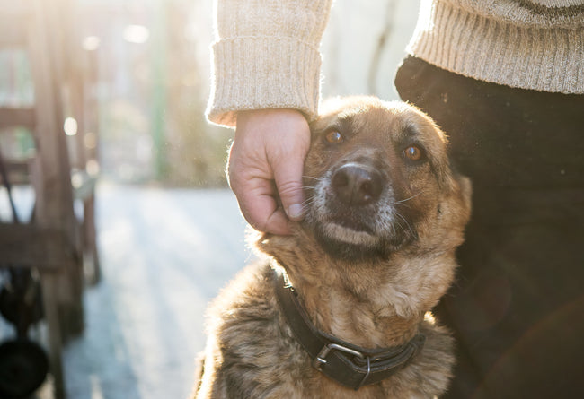 A mysterious connection between your dog's lung health, cough and emotions