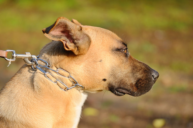 A serious problem in dogs that is often ignored