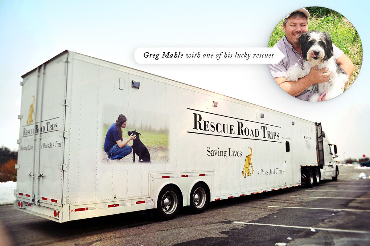How One Man and His Team Rescue Thousands of Dogs I Dr. Peter Dobias ...