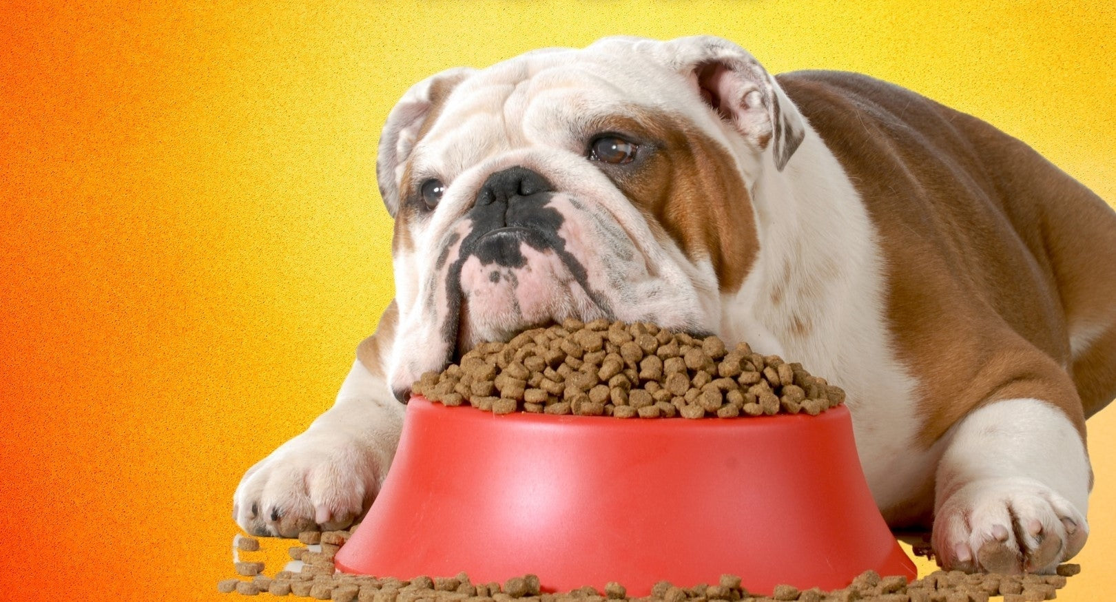 Peter Kibble Is kibble bad for dogs? A case against processed dog food – Dr. Dobias ...