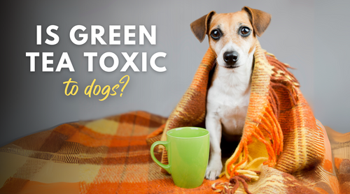 Is simple green toxic to dogs best sale