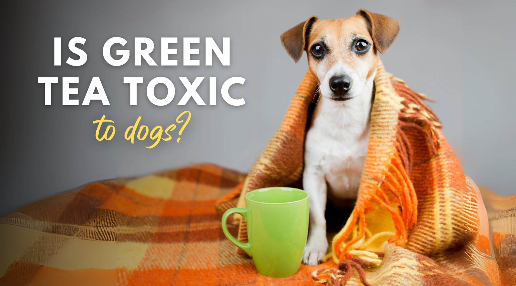 Is Tea Toxic For Dogs