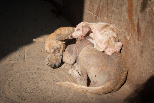 Demodex store mange treatment