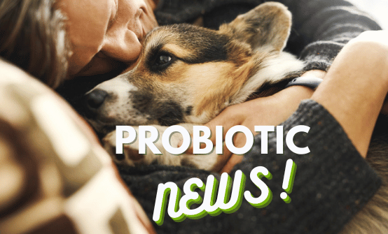 Probiotics 101: How probiotic bacteria shape your gut microbiome and o ...