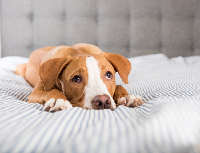 Why missing this may affect your dog's life span