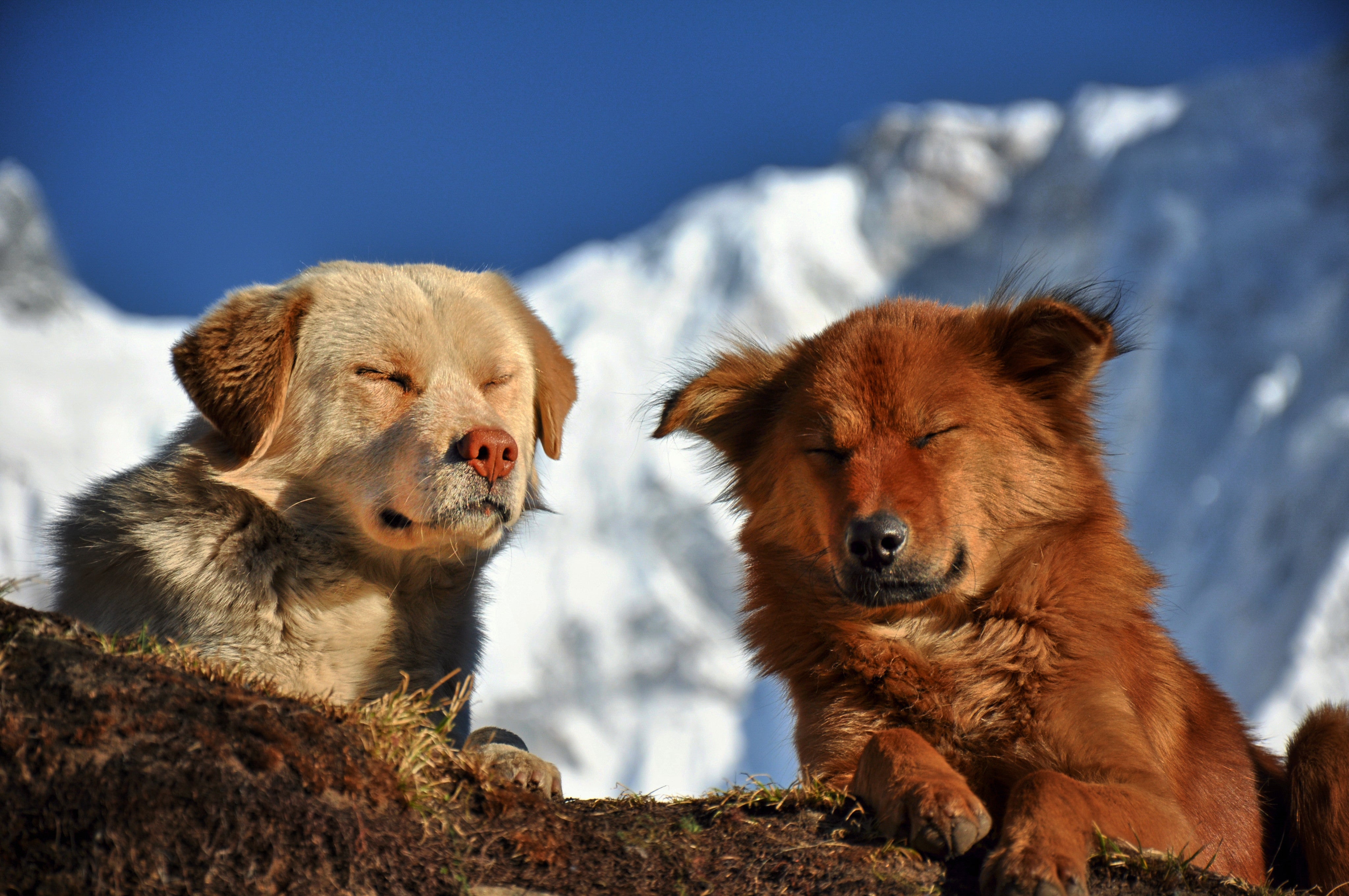 Nepal's homeless dogs given life and love | Dr. Dobias – Dr. Dobias ...