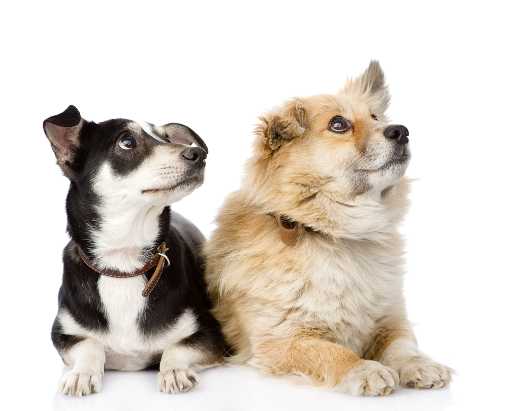 Why our dogs deserve more freedom – Dr. Dobias International