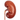 Kidney Support