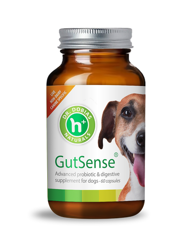Dog loose motion treatment online
