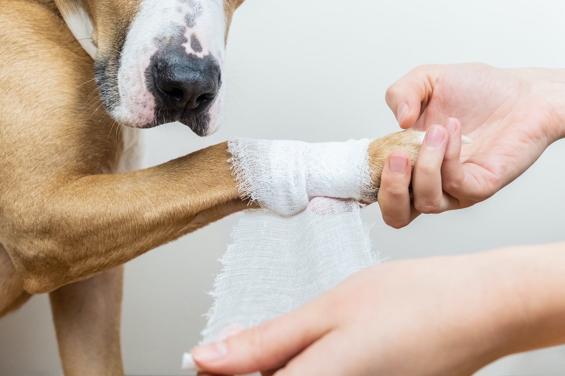Dog receiving first aid - Dr. Dobias Healing Solutions