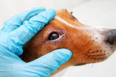 8 Steps to Treat a Dog's Green Eye Discharge at Home