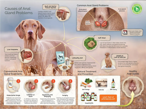 Anal gland problems in dogs - natural treatment and prevention