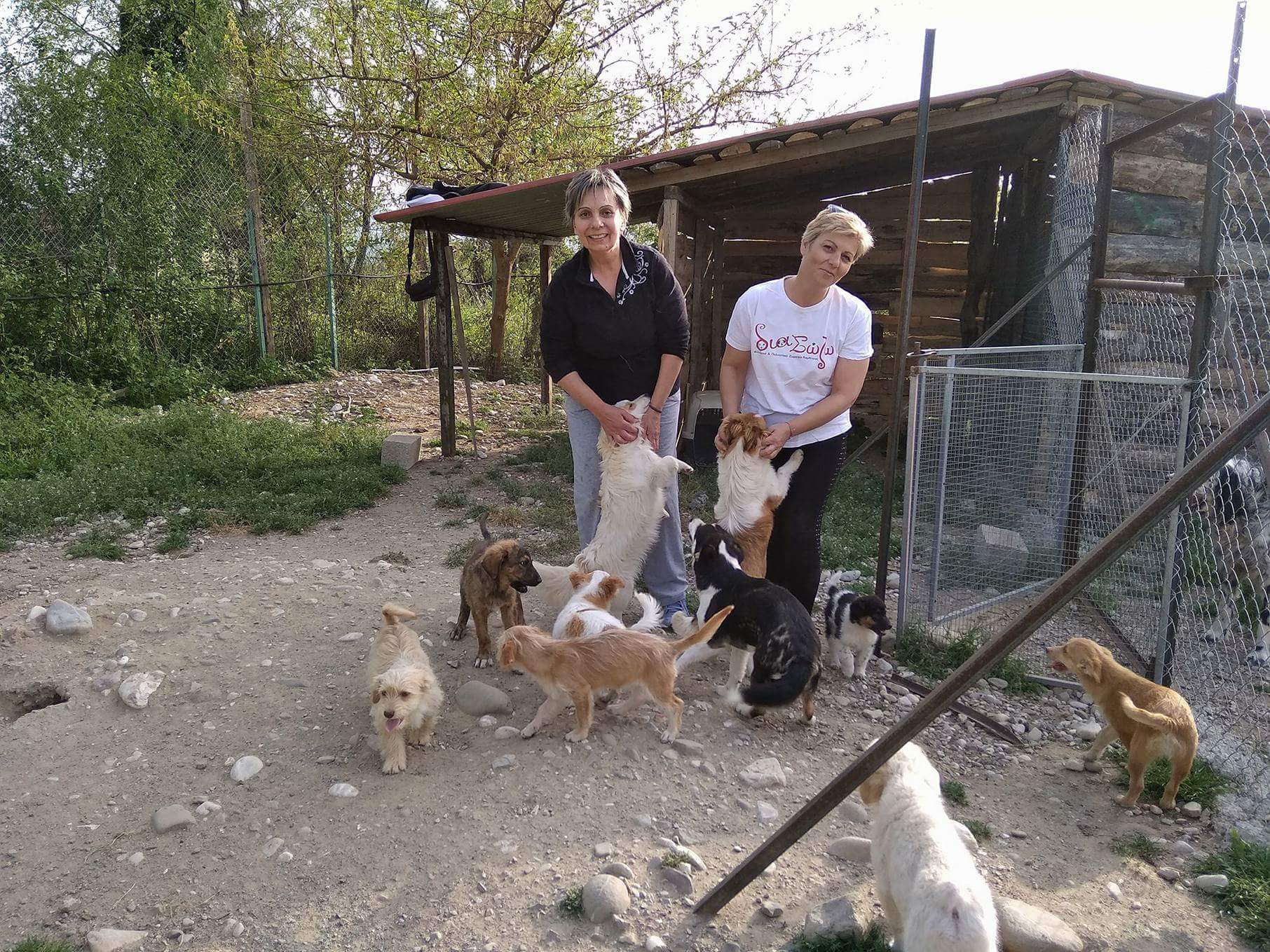Greece Animal Shelter