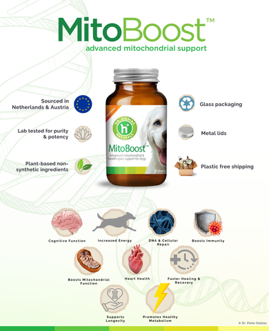 MitoBoost™ energy and longevity supplement for dogs | Dr. Dobias