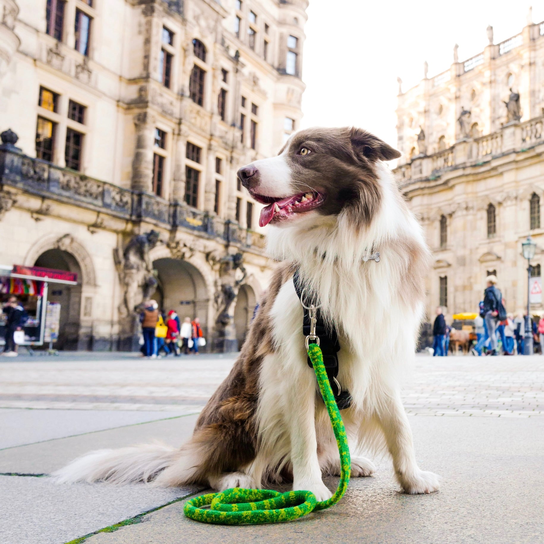 Gentle Leash - Dr. Dobias Natural Healing