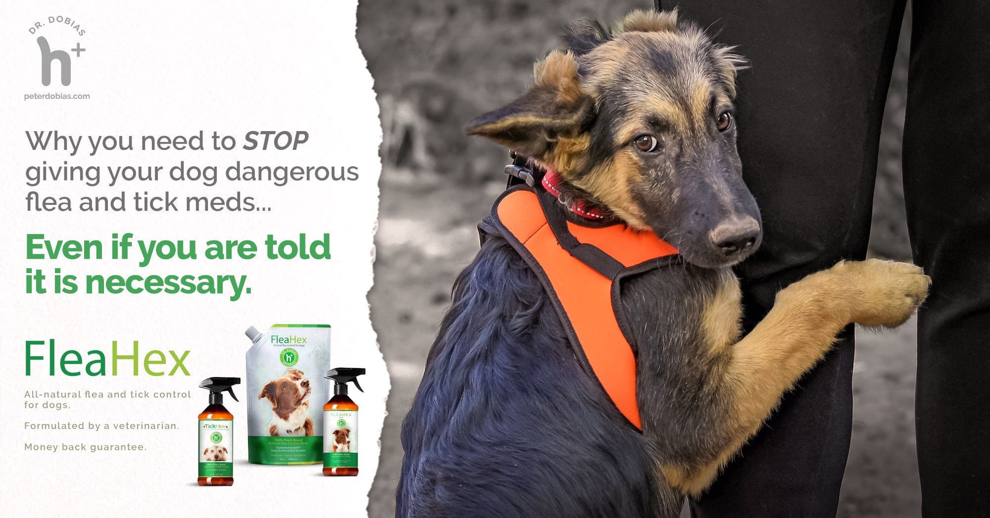 Beautiful view of Natural Flea Control For Dogs With Food Allergies