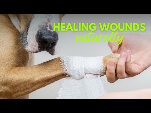 Dr. Dobias Skin Spray - Video on how to approach wound healing for dogs