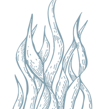 Algae icon