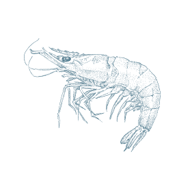Why not krill?