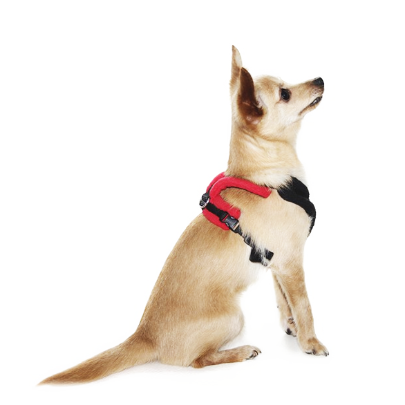 Perfect Fit Harness - Harness Builder - Dr. Dobias Natural Healing